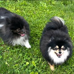 Pomeranian puppies from MJ’s Pomeranians