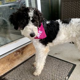 Annie (Light Pink Female) - Black tri-color female Aussiedoodle puppy in Grand Rapids, Michigan from The Kindred K9