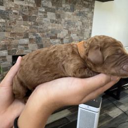 Brown collar girl - Red  female Poodle puppy in Riverside, California from Riverside red poodles