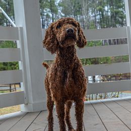 Maple - Poodle