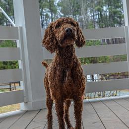 Maple - Poodle