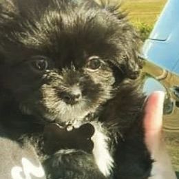 Shih Tzus from AhandfulofLoveBreeders