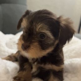 Yorkshire Terrier Puppies from Damien's Yorkshire Terriers