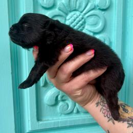Diamond - Black male Pomeranian puppy in Springfield, Missouri from Hope Mountain Pomeranians
