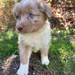 Bonnie - Red merle female Australian Shepherd puppy in Grants Pass, Oregon from Carmel Mountain Aussies