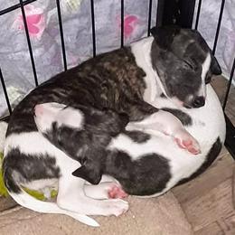 Akita and Whippet Puppies from Crossway Akitas & Whippets