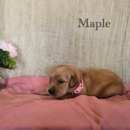 Maple - Golden female Golden Retriever puppy in Fruitland, Idaho from Bethel Retrievers