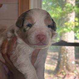 Rain - Red merle female Australian Shepherd puppy in Morrow, Ohio from OakHaven Acres Aussies