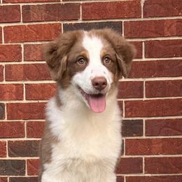 Australian Shepherds from Bazinga! Australian Shepherds