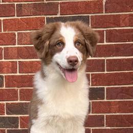 Australian Shepherds from Bazinga! Australian Shepherds