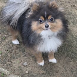 Gamora - Pomeranian