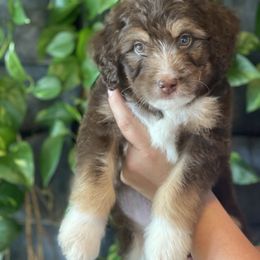 Aussiedoodle Puppies from Plum Farm Aussiedoodles