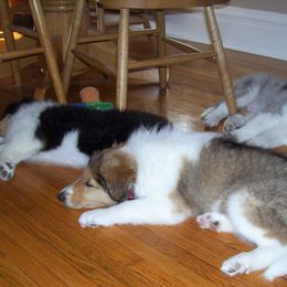 Collie Puppies from Miles Collies