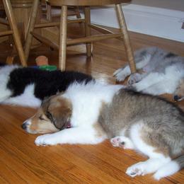 Collie Puppies from Miles Collies