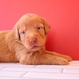 Boy 2 - Caramel male Labradoodle puppy in Apache Junction, Arizona from Loving Doodle