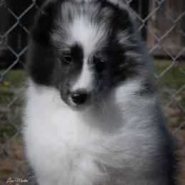 Kirk - Blue merle and white male Shetland Sheepdog puppy in Trenton, Michigan from Leigh Hi Shelties