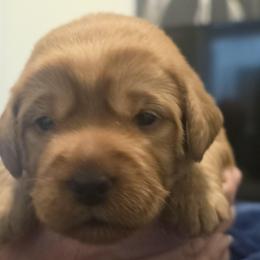 Wolfie Blue - Red male Labradoodle puppy in Commerce City, Colorado from Playful Paws Labradoodles