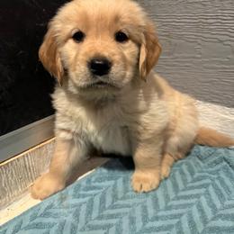 Golden Retriever Puppies from Golden Paws of Purpose