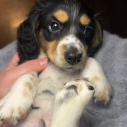 Snickers - Piebald male Dachshund puppy in Marseilles, Illinois from Zacha’s Doxie House