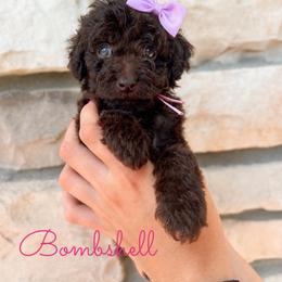Bombshell - Chocolate female Goldendoodle puppy in Middletown, Ohio from Lady Doodle Farm