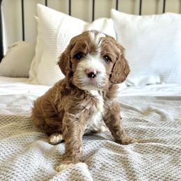 Junior - Apricot male Cavapoo puppy in Vineyard, Utah from Pitter Patter Puppies