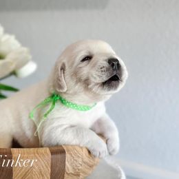 3rd Pick Male - Yellow male Labrador Retriever puppy in Mt. Vernon, Texas from Bohlken Labradors