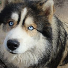 Koga - Siberian Husky