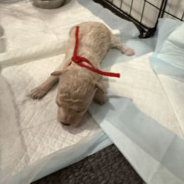 Girl 1 - Cream female Maltipoo puppy in Brooksville, Florida from DeVall Maltipoos