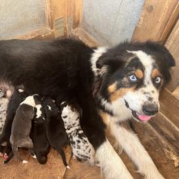 Aussiedoodle and Australian Shepherd Puppies from RoseWest Farms
