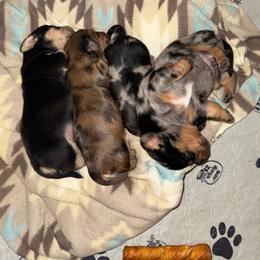 Dachshund puppies from Red Hill Dachsunds