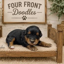 Wrigley - Phantom male Bernedoodle puppy in Thornville, Ohio from Four Front Doodles & Friends