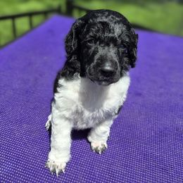 Grogu - Parti male Poodle puppy in Patterson, California from Paterson Poodles