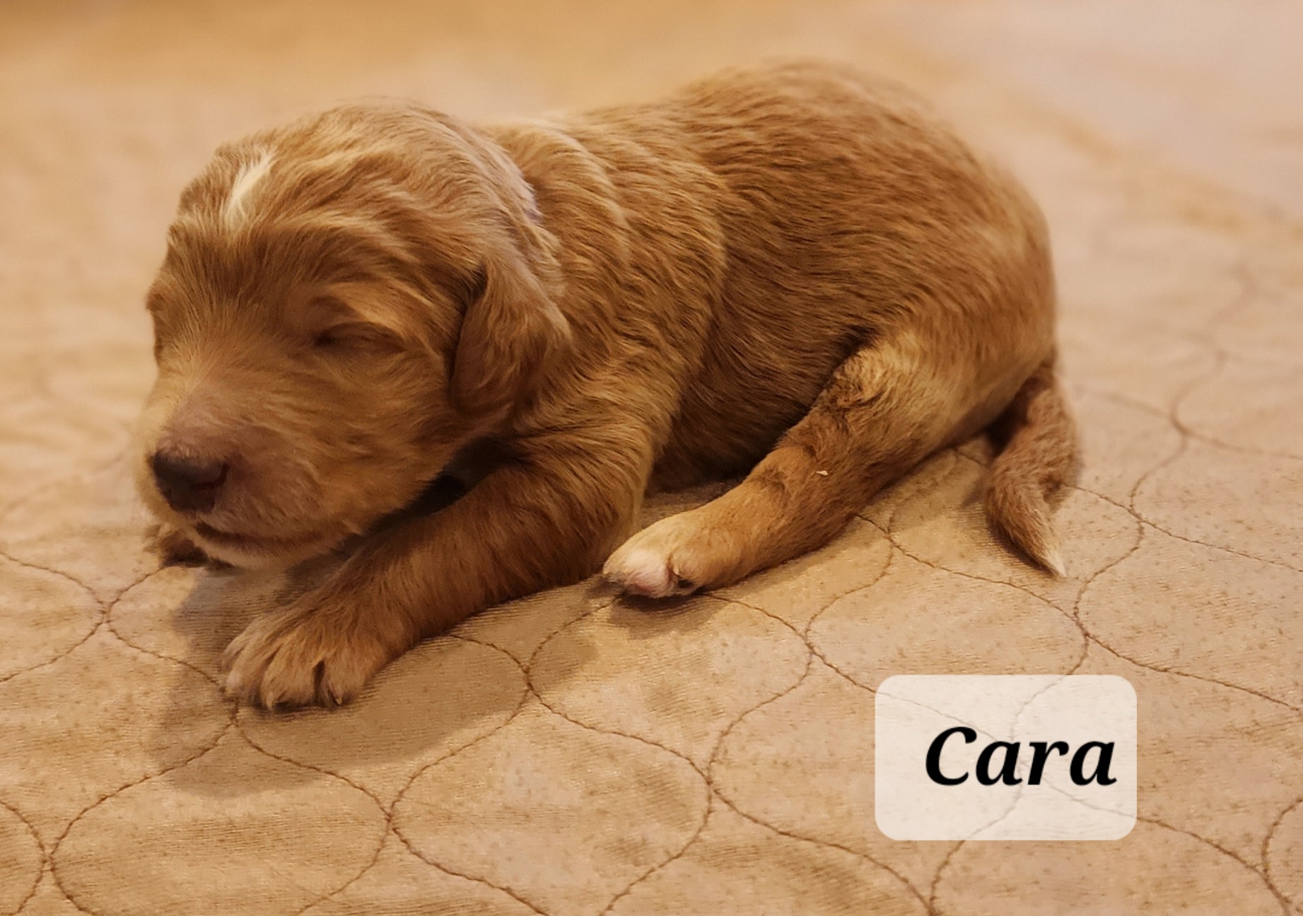 Goldendoodle Puppies from Not Just "Golden" Doodles