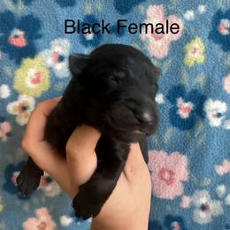 Girl 3 - Black female German Shepherd puppy in Marianna, Florida from Haus M Godwin