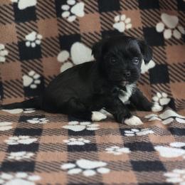 Boy 2 - Parti male Yorkshire Terrier puppy in Colton, Oregon from Yorkies & More R US