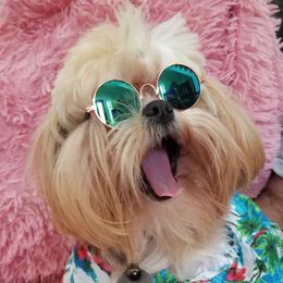 Tequila - Shih Tzu