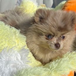 Sassy - Chocolate merle female Pomeranian puppy in Edmond, Oklahoma from My Sun & Moon Poms