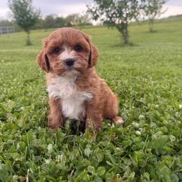 Brianna - Blenheim female Cavapoo puppy in Fayette County, Ohio from Happy Tails