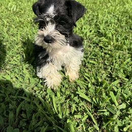 Russell - Parti male Miniature Schnauzer puppy in The Rock, Georgia from Southern Paw Schnauzers