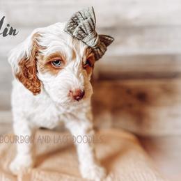 Goldendoodle Puppies from Bourbon and Lace Doodles