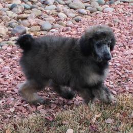 Asiago - Sable male Poodle puppy in Peyton, Co, Usa, Colorado from Peyton Poodles