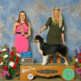 Michelle - Australian Shepherd