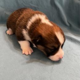 Male 1 - Sable male Pembroke Welsh Corgi puppy in Moundville, Alabama from Cartee Corgis - Debi Cartee Mills