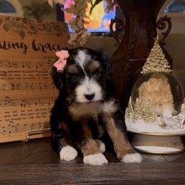 Noel - Tri-color female Bernedoodle puppy in Cartersville, Georgia from Simply Blessed Doodles