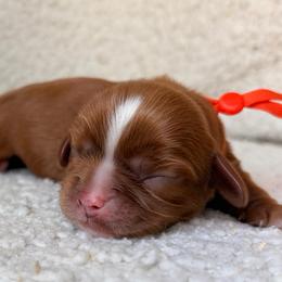Baker AKC - Ruby male Cavalier King Charles Spaniel puppy in Katy, Texas from True Heart Cavaliers LLC