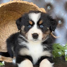 Tabby- Has Tail and Videos - Black tri-color female Australian Shepherd puppy in Troy, South Carolina from Lana Corley- Australian Shepherds of 3/W Farms