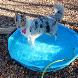 Selene - Collie