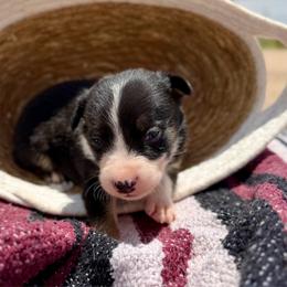 Venture - Tri-color male Border Collie puppy in Odessa, Texas from High Velocity Stockdogs