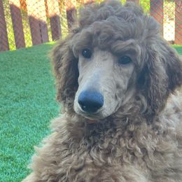 Captain America - Red  Poodle puppy in Dripping Springs, Texas from Petras Poodle Pharm Atx