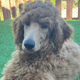 Captain America - Red  Poodle puppy in Dripping Springs, Texas from Petras Poodle Pharm Atx